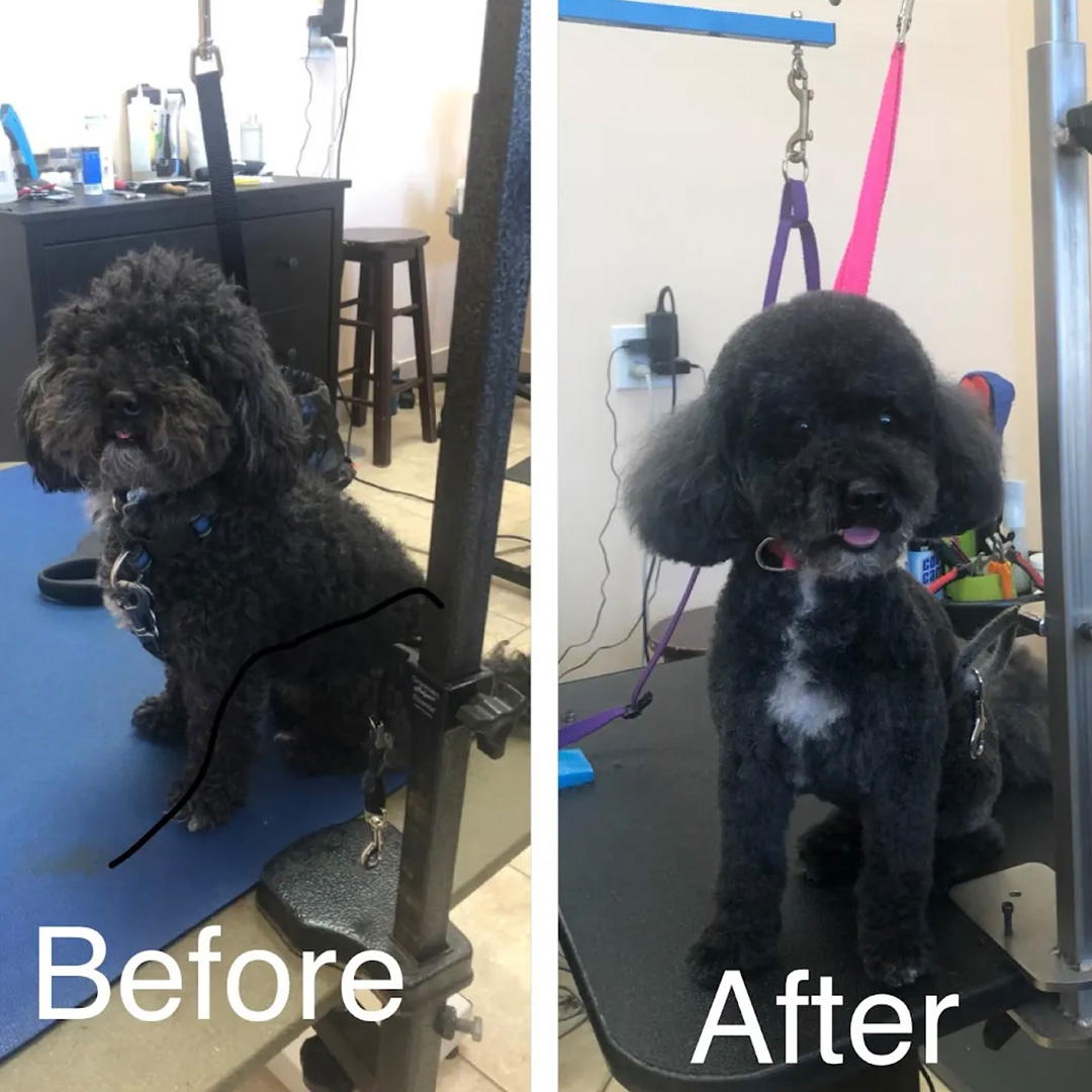 A black dog before and after a grooming