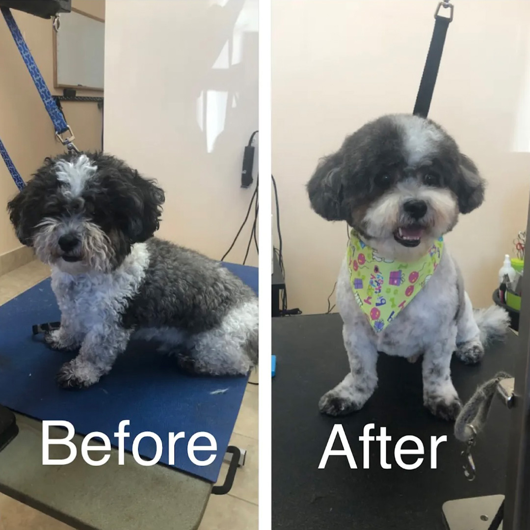 A little black and white dog before and after a grooming