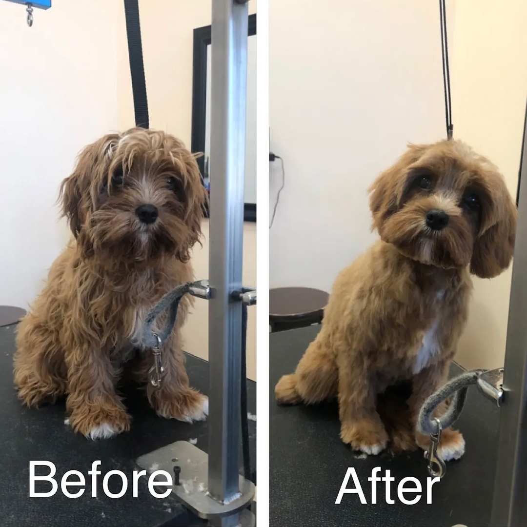 A little brown dog before and after a grooming