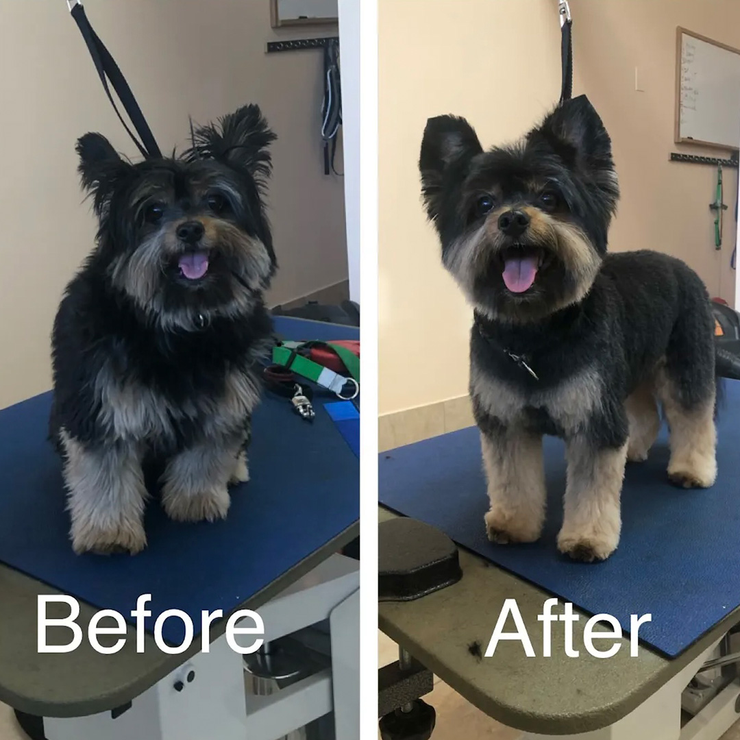 A little dog before and after a grooming
