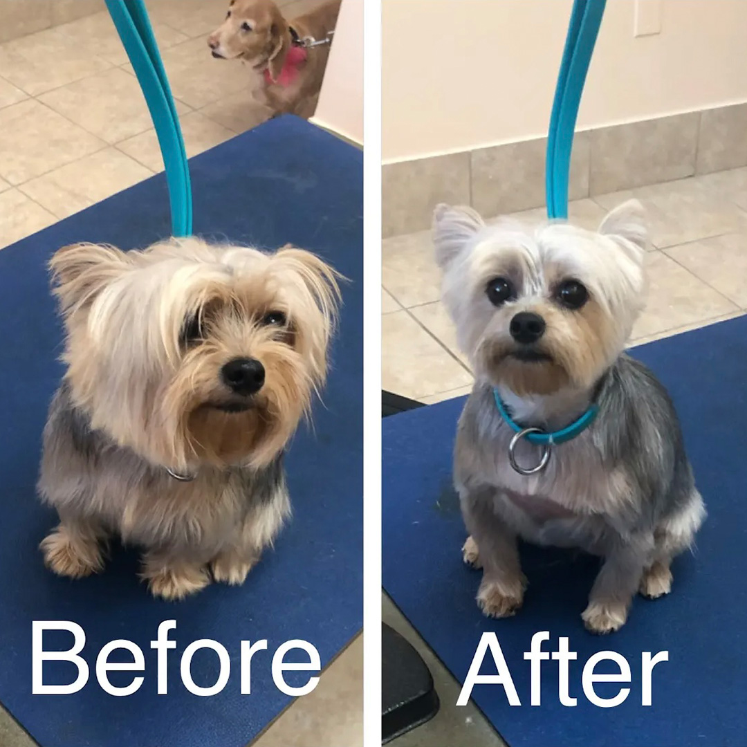 A little dog shown in a before and after grooming image