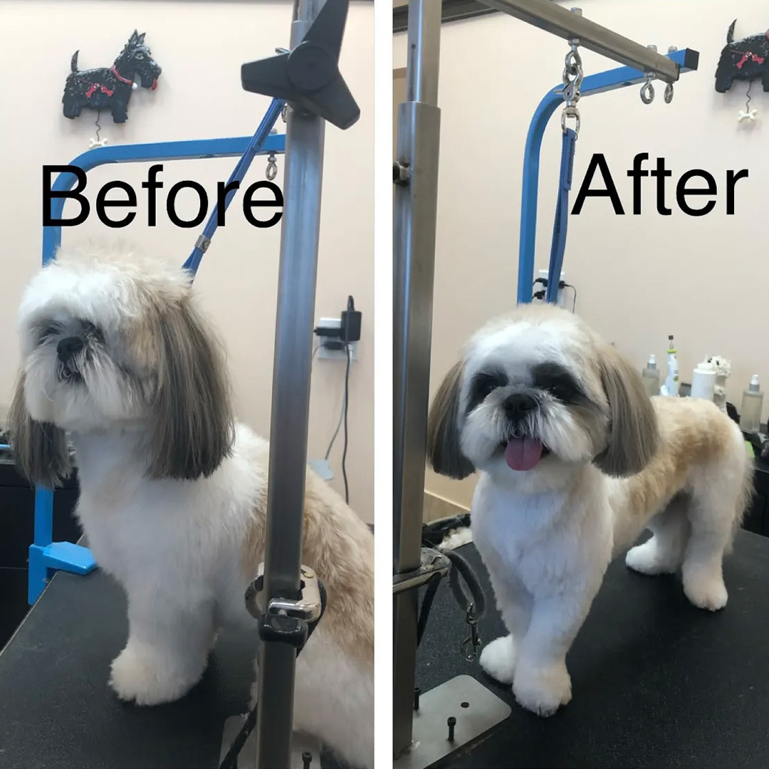 A little white dog before and after grooming side-by-side image