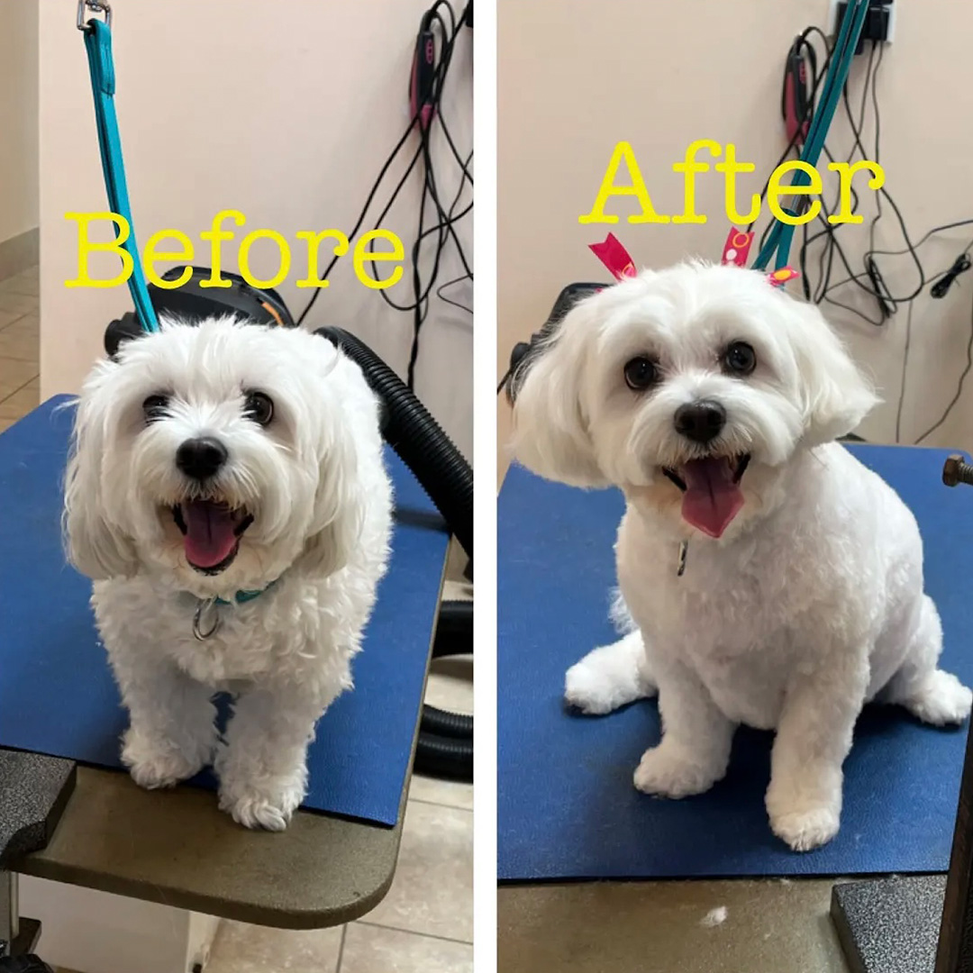 A little white dog before and after grooming side-by-side image