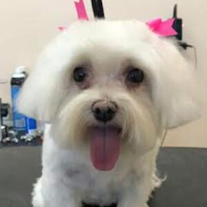 gallery-dog-1 A little white dog after a haircut at the groomer