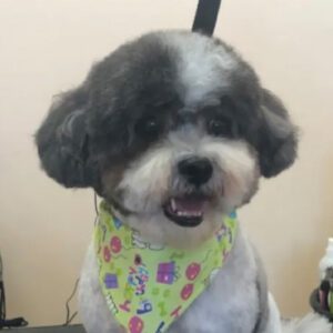 gallery-dog-2 A puffy little dog after a hair cut