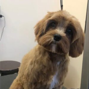 gallery-dog-4 A little brown dog looking good after a grooming