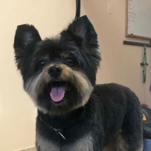 gallery-dog-5 A happy little dog after a professional grooming