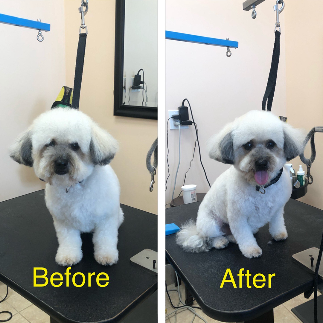A before and after of a white dog at the groomer