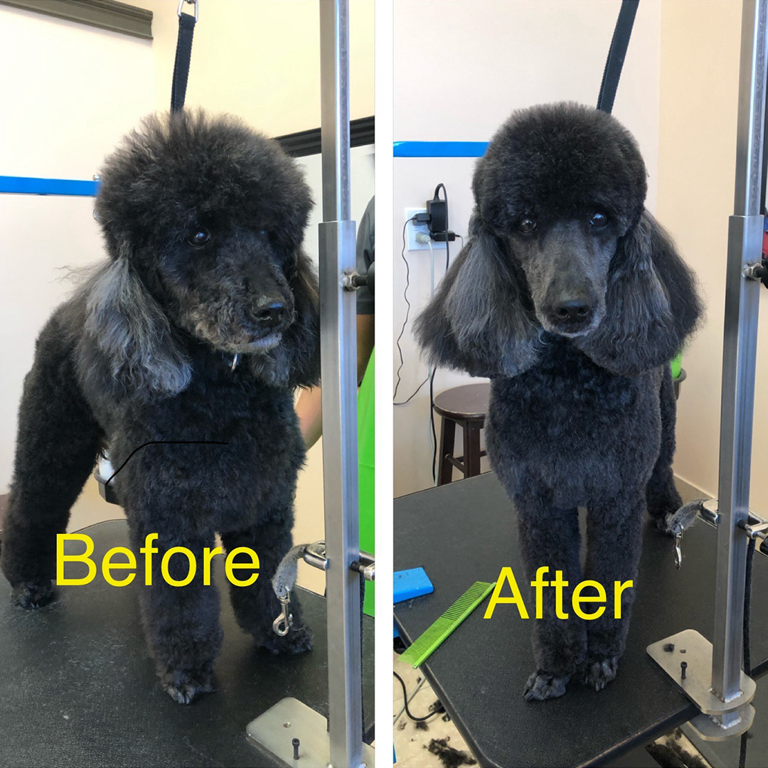 A poodle before and after a haircut