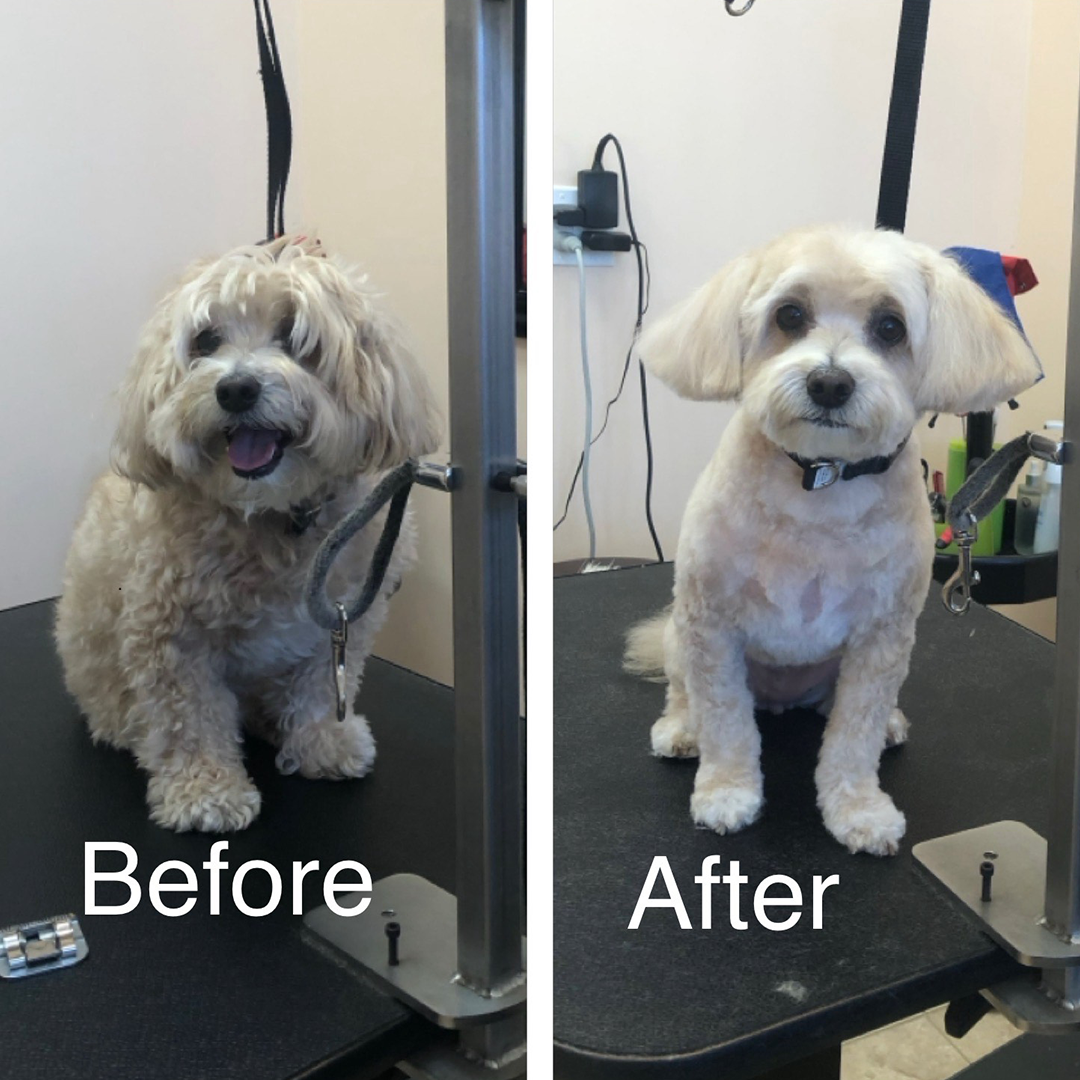 A before and after of a tan dog at the groomer